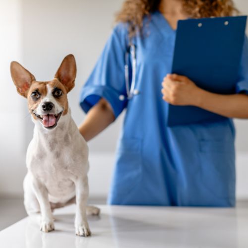 Smiling dog with vet in blue uniform holding clipboard
