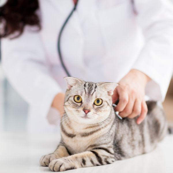 a female veterinarian examining a cat