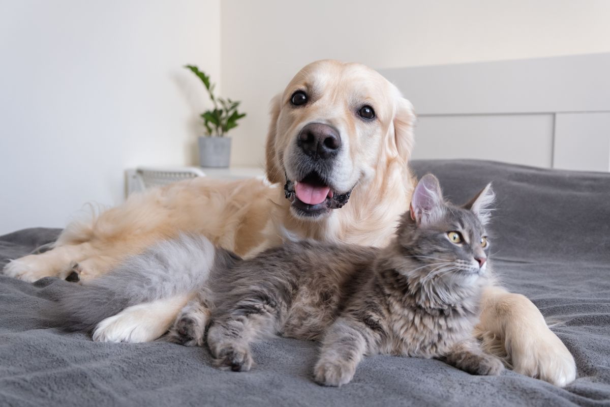 a dog and a cat sitting on a blanket