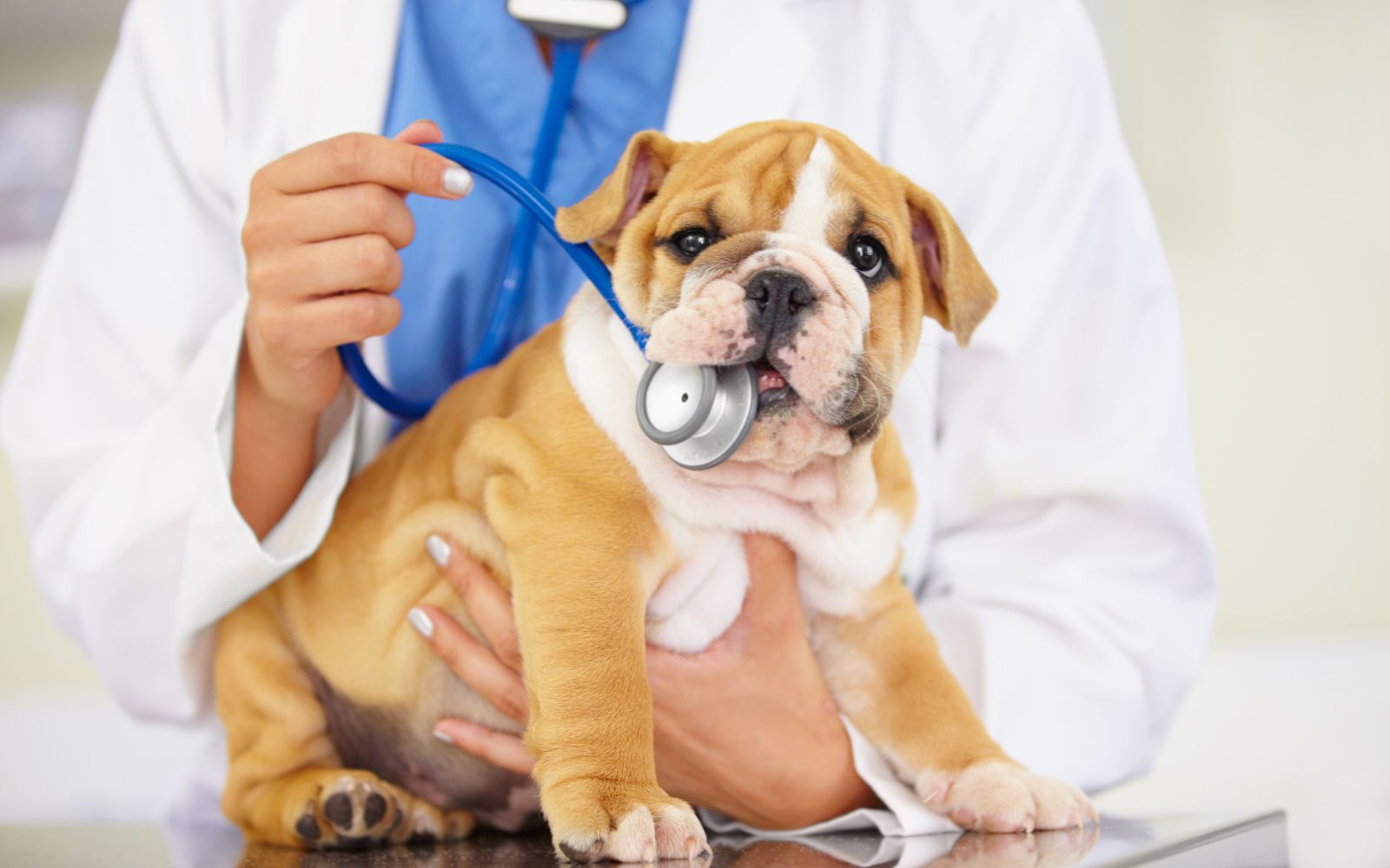 a dog with a stethoscope in its mouth