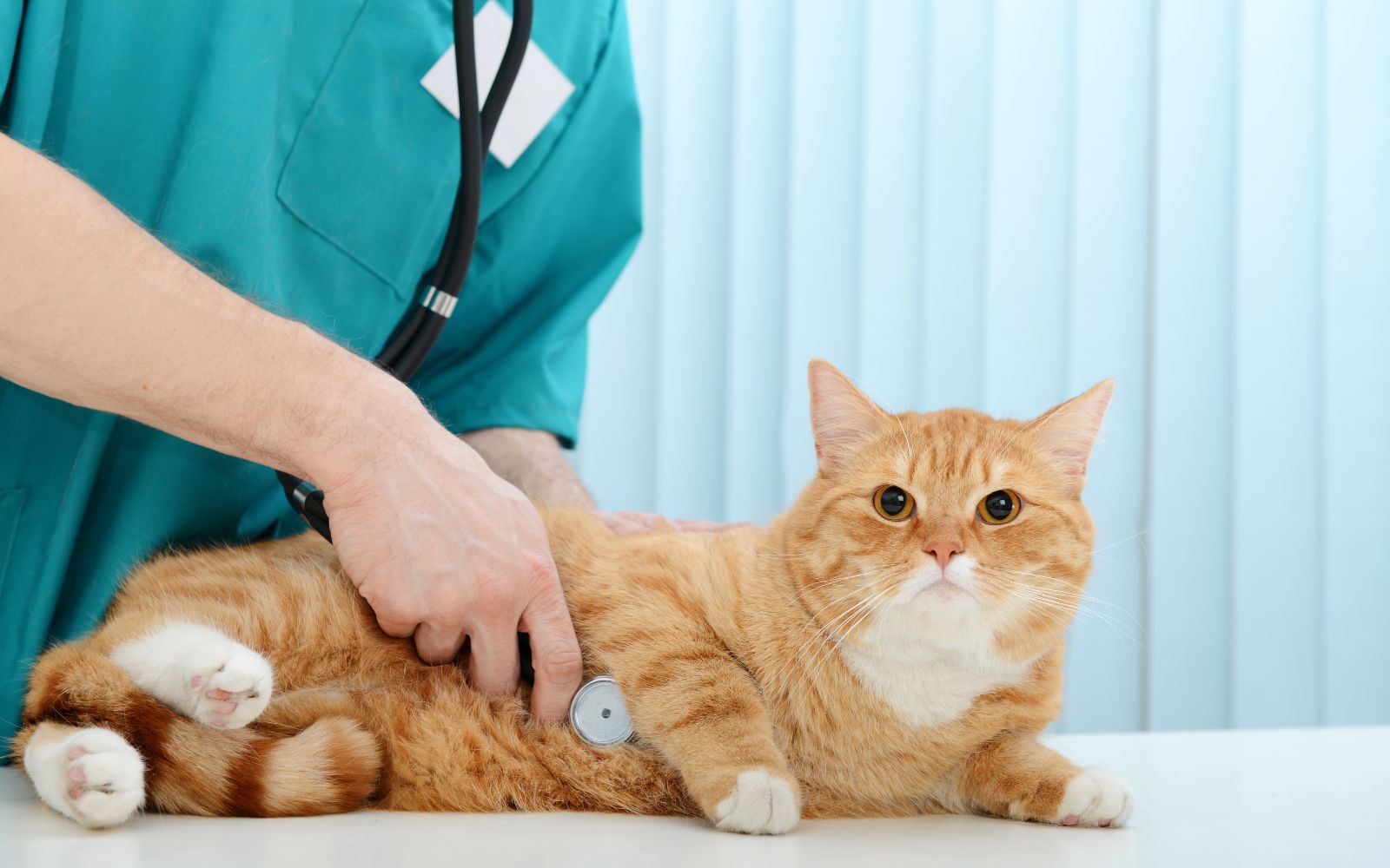 a person using a stethoscope to check the cat's heartbeat