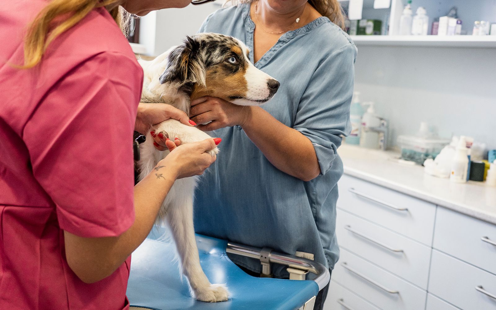 two veterinarians examining a dog