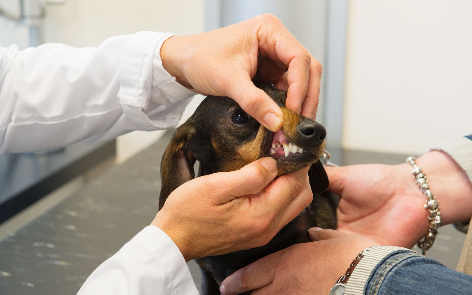 a dog's teeth being examined by a vet