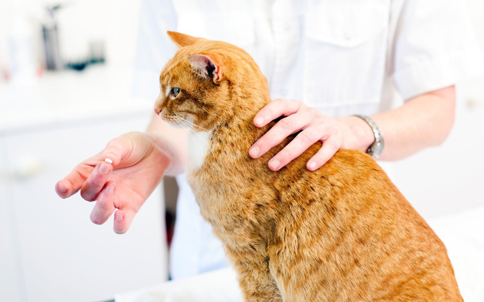 a vet giving a pill to a cat