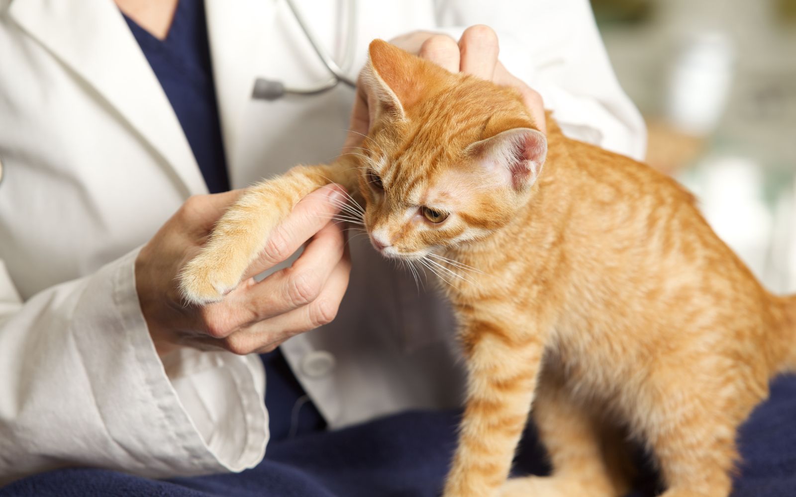 a vet examining a cat's leg