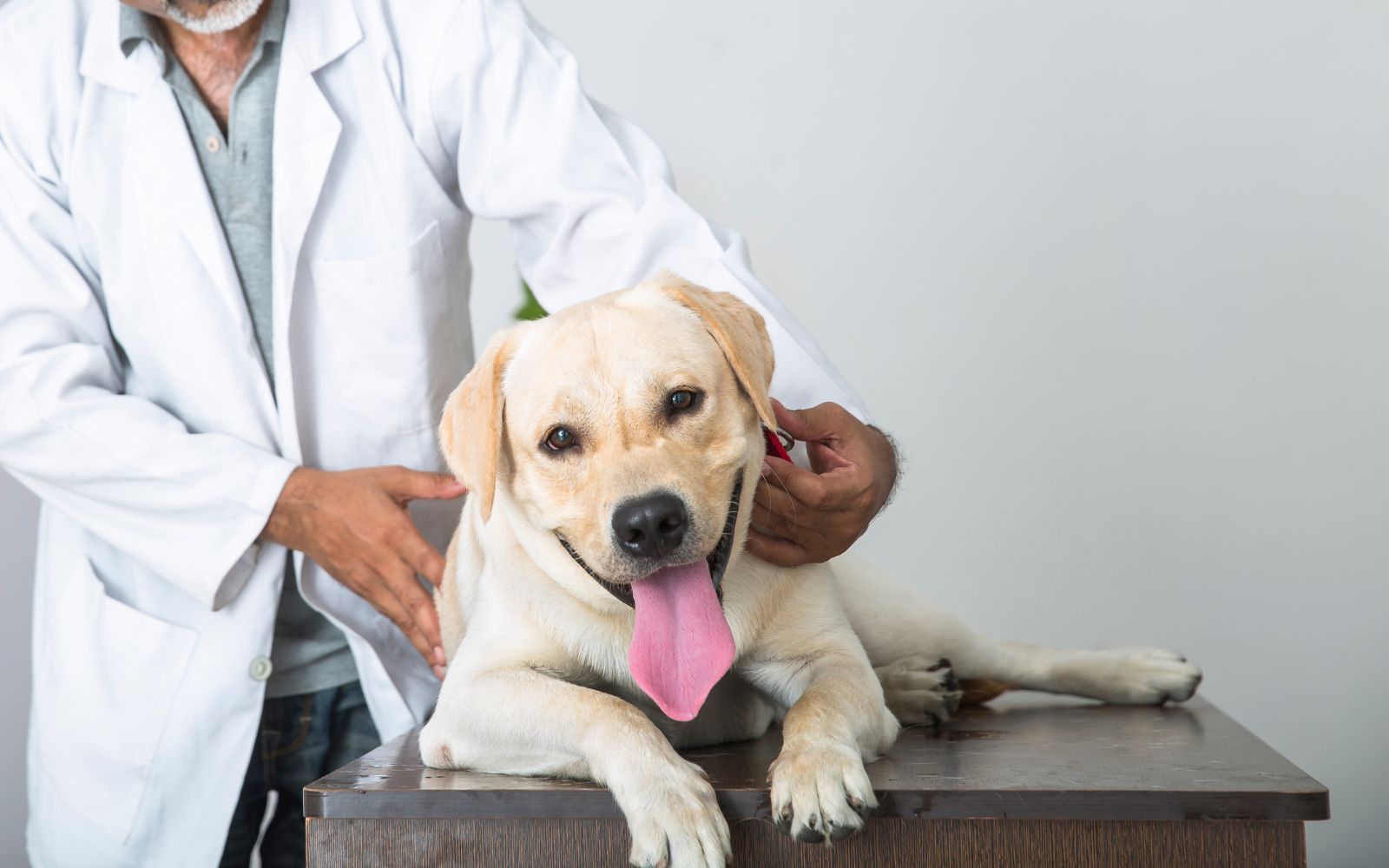 a vet examining a dog