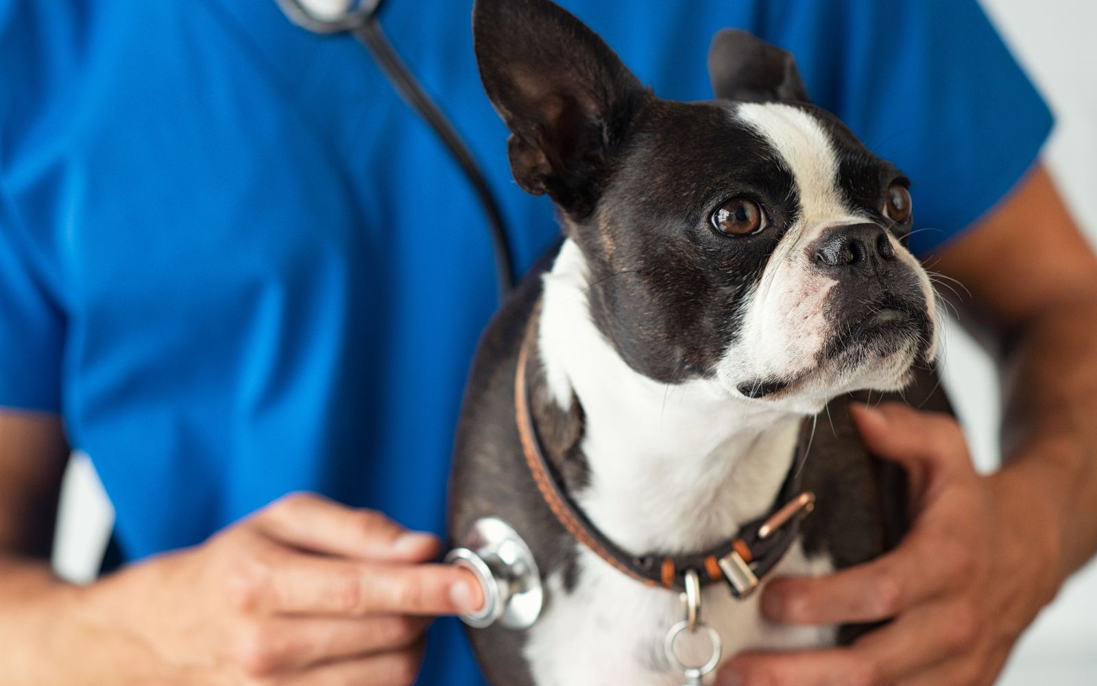 a vet with stethoscope examining a dog