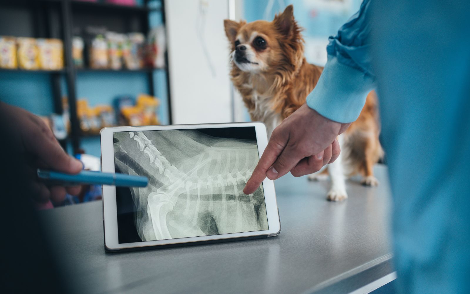 dog at the vet for a digital x-ray