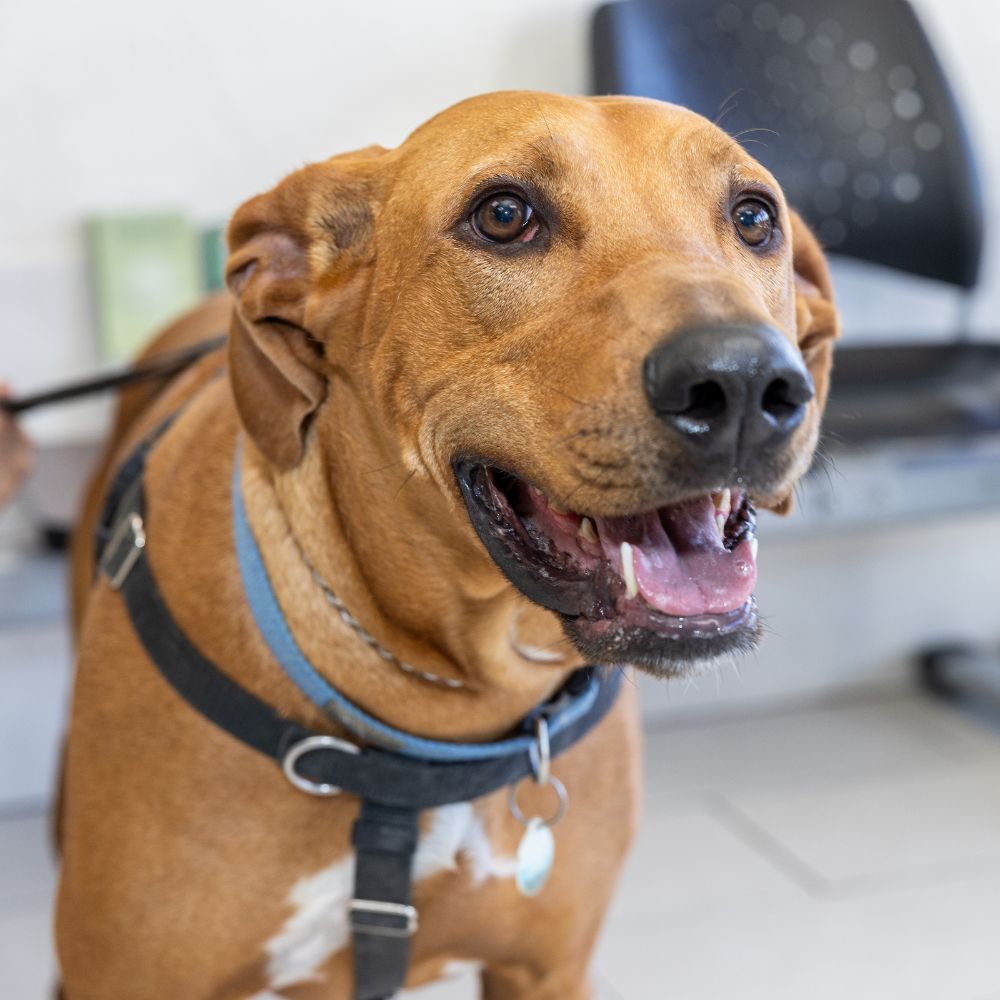 A brown color dog