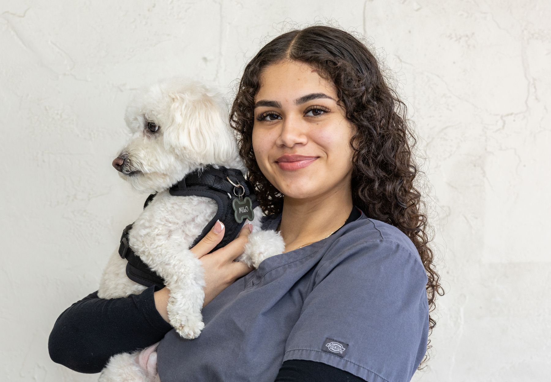 a vet with stethoscope examining a dog