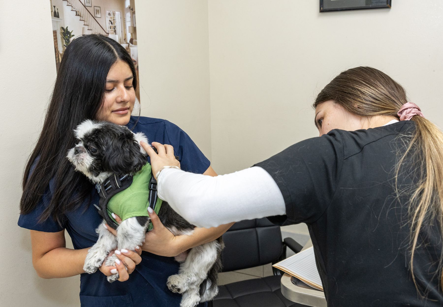 a person using a stethoscope to check the cat's heartbeat