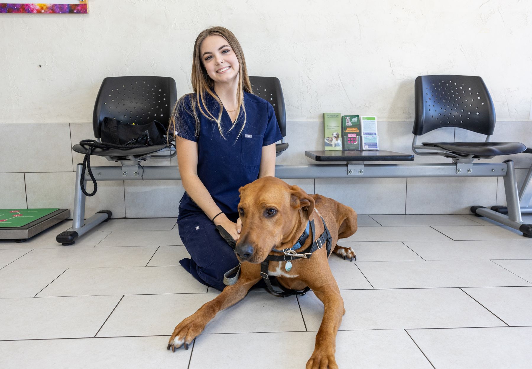 Geriatric Pet Care