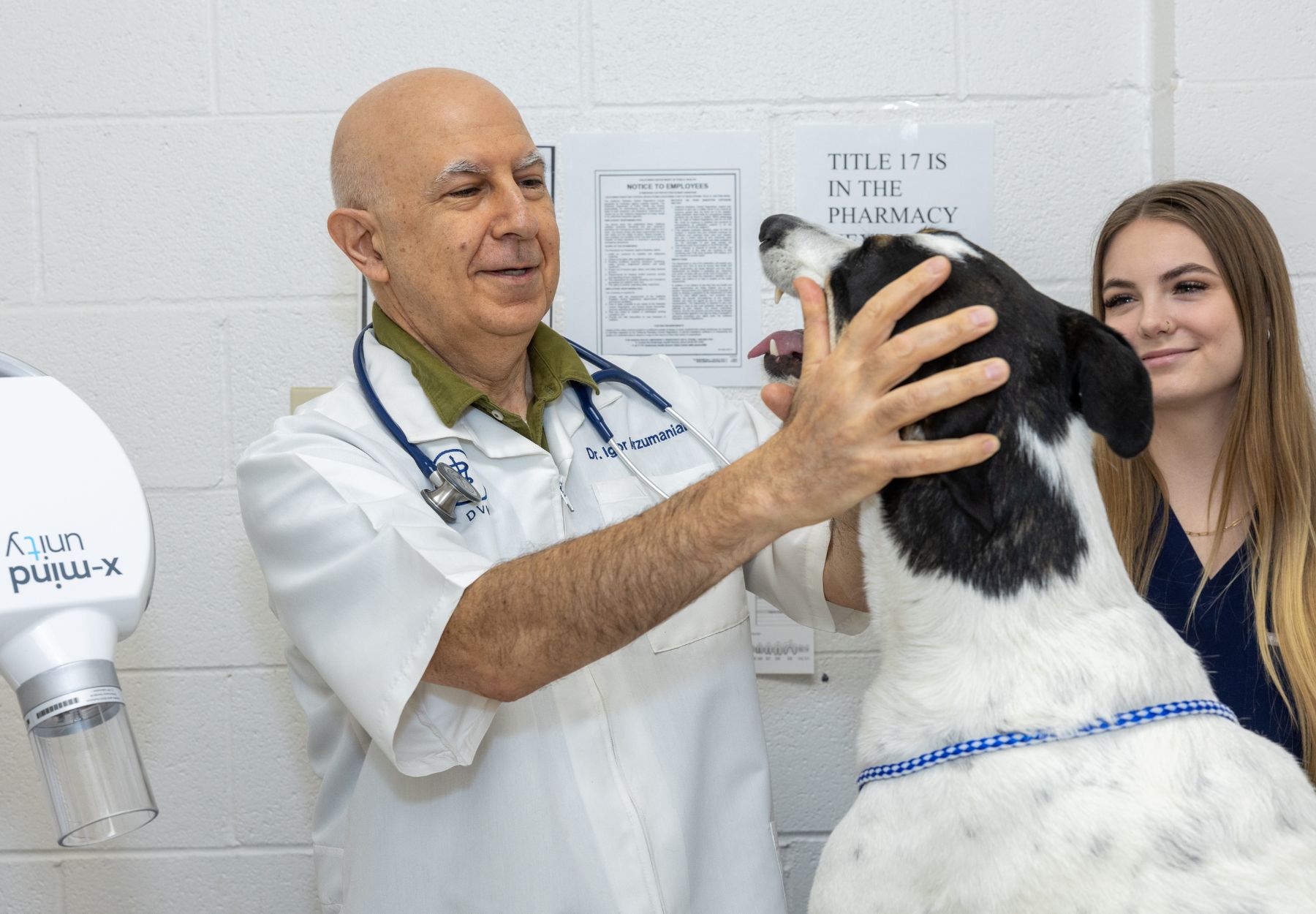 a dog's teeth being examined by a vet