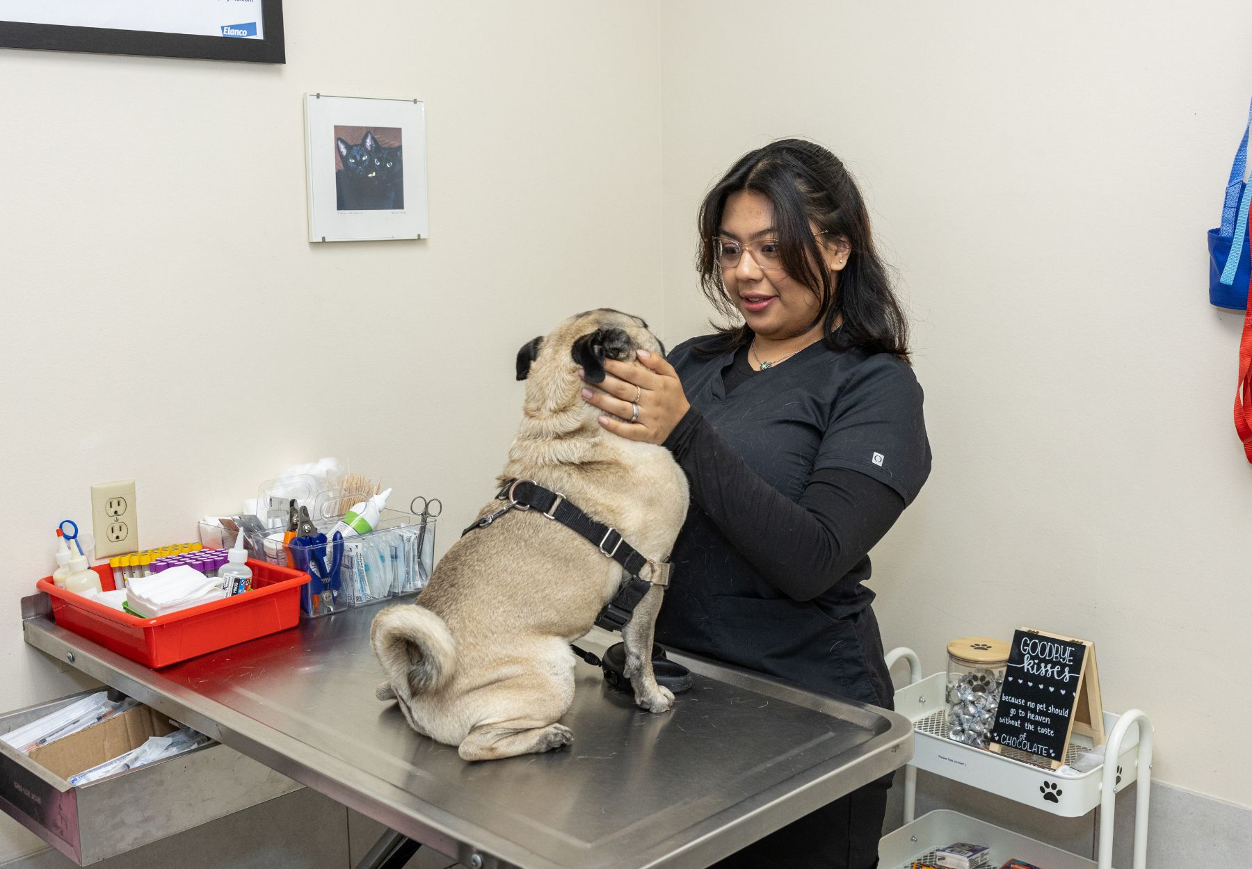 a dog with a stethoscope in its mouth