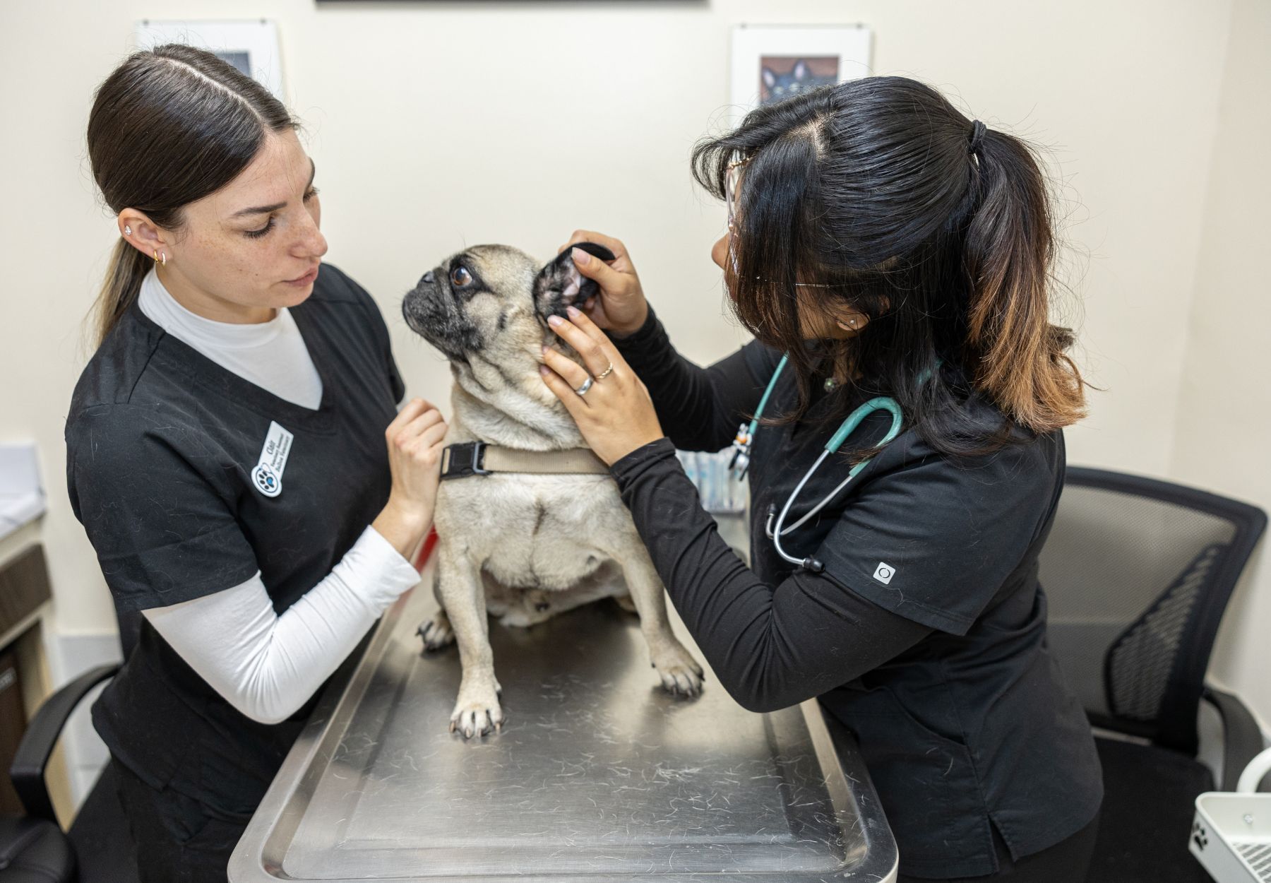 Pet Internal Medicine