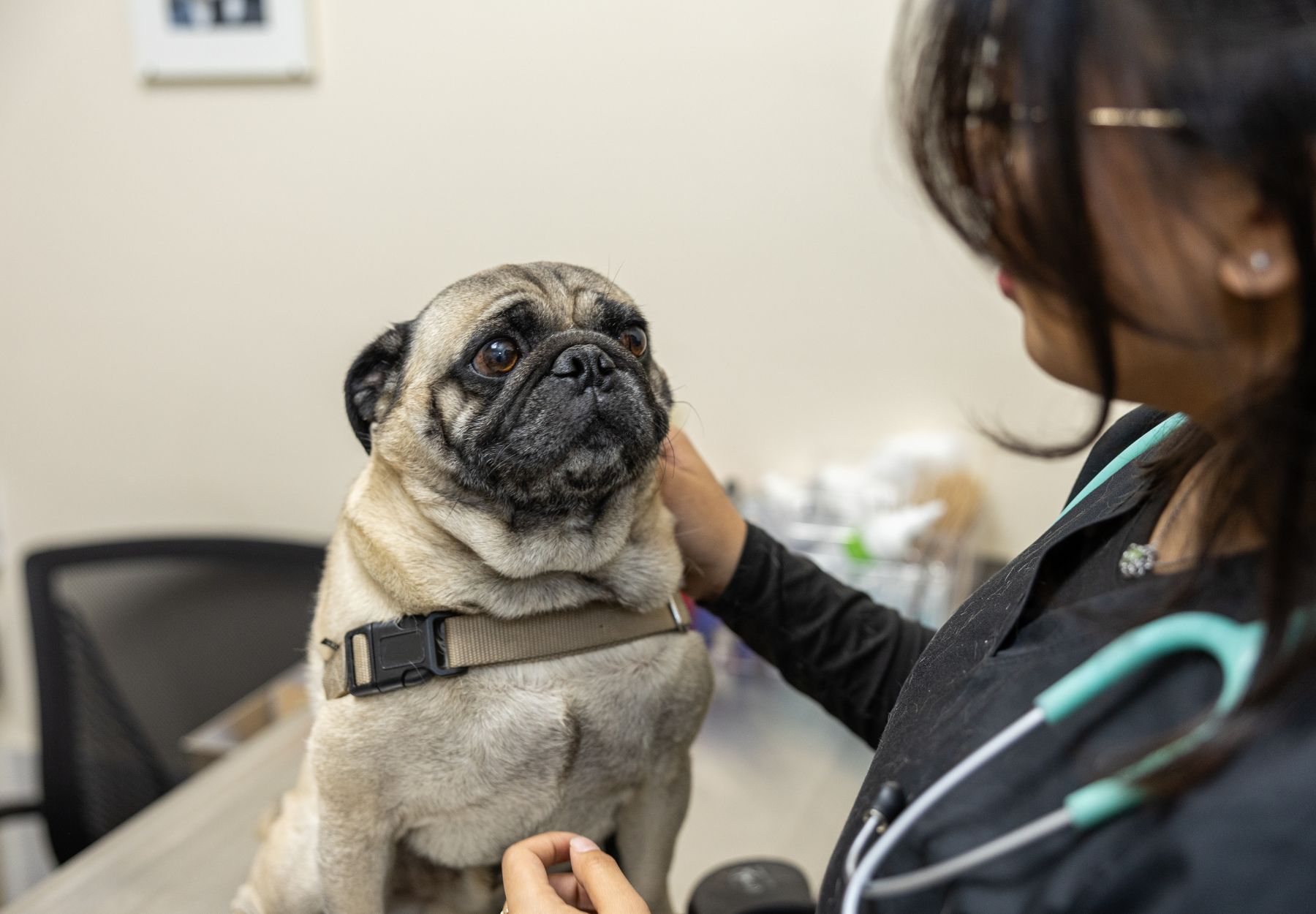 puppy sitting on a vet table